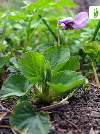 Viola odorata - Flores - NatureGate