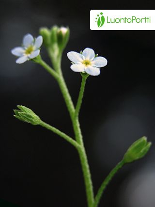 Nomeolvides de cañaverales, Myosotis laxa - Flores - NatureGate