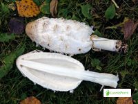 Suomumustesieni, Coprinus comatus - Sienet - LuontoPortti