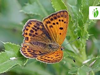 Loistokultasiipi, Lycaena virgaureae - Perhoset - LuontoPortti