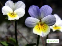 Pensamiento salvaje, Viola tricolor - Flores - NatureGate