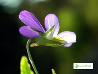 Pensamiento salvaje, Viola tricolor - Flores - NatureGate