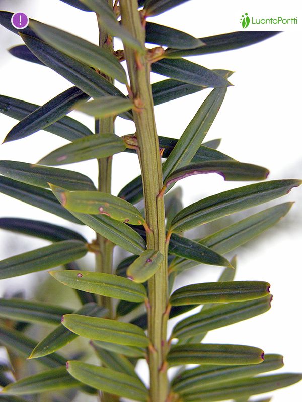 Gewhnliche Eibe, Taxus baccata - Bume und Strucher - NatureGate