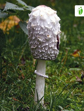 Suomumustesieni, Coprinus comatus - Sienet - LuontoPortti