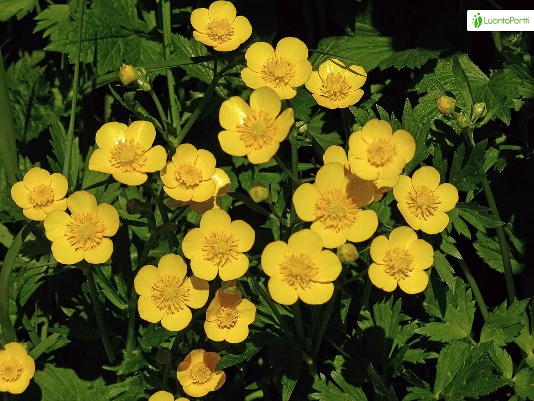 Kriechender Hahnenfu, Ranunculus repens - Bltenpflanzen - NatureGate