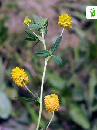 yellow hop clover