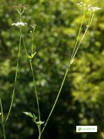 Japanese Hedge Parsley Torilis Japonica Flowers Naturegate