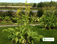 Elecampane, Inula helenium - Flowers - NatureGate