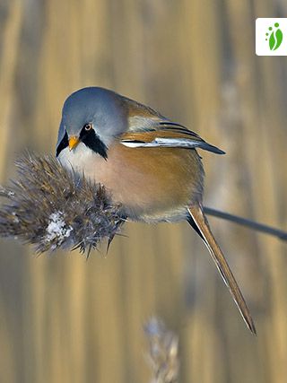 Bearded Tit, Panurus biarmicus - Birds - NatureGate