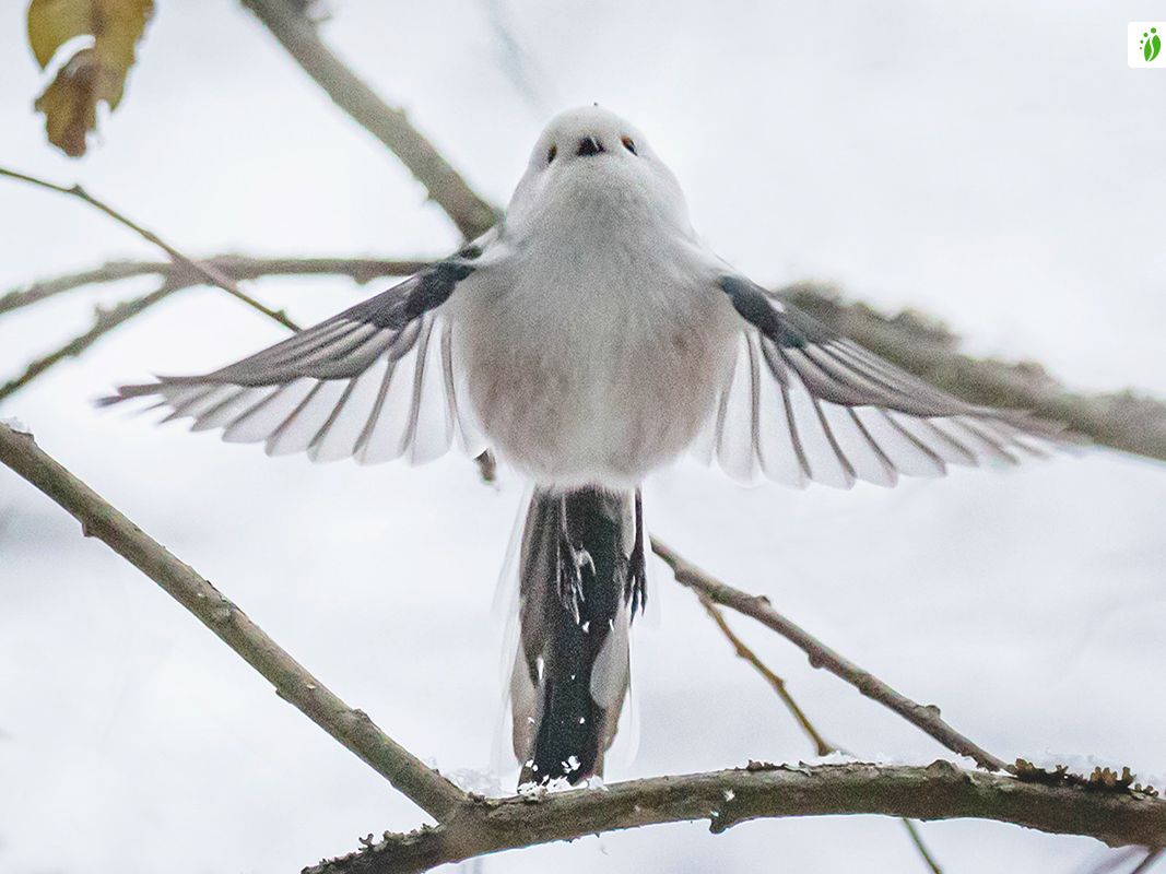 Long-tailed Tit, Aegithalos caudatus - Birds - NatureGate