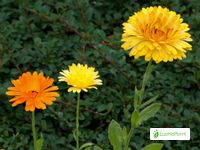 Caléndula, Calendula officinalis - Flores - NatureGate