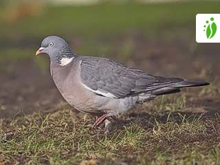 Ringdue, Columba palumbus - NatureGate