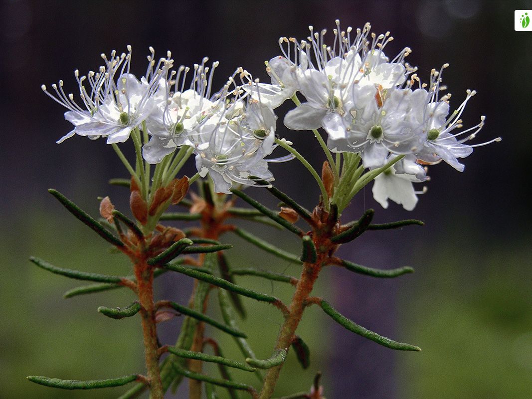Sumpfporst, Rhododendron tomentosum - Bltenpflanzen - NatureGate