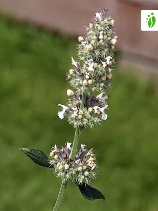 La cataire (Nepeta cataria)