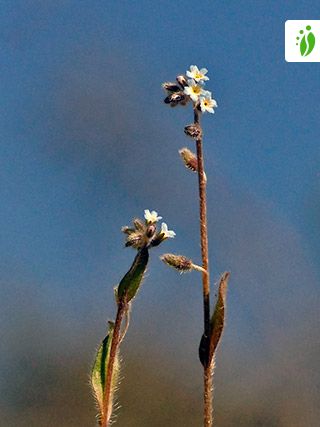 Nomeolvides temprano, Myosotis ramosissima - Flores - NatureGate