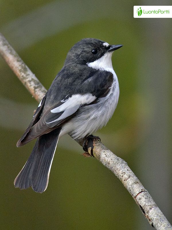 Kirjosieppo, Ficedula hypoleuca - Linnut - LuontoPortti