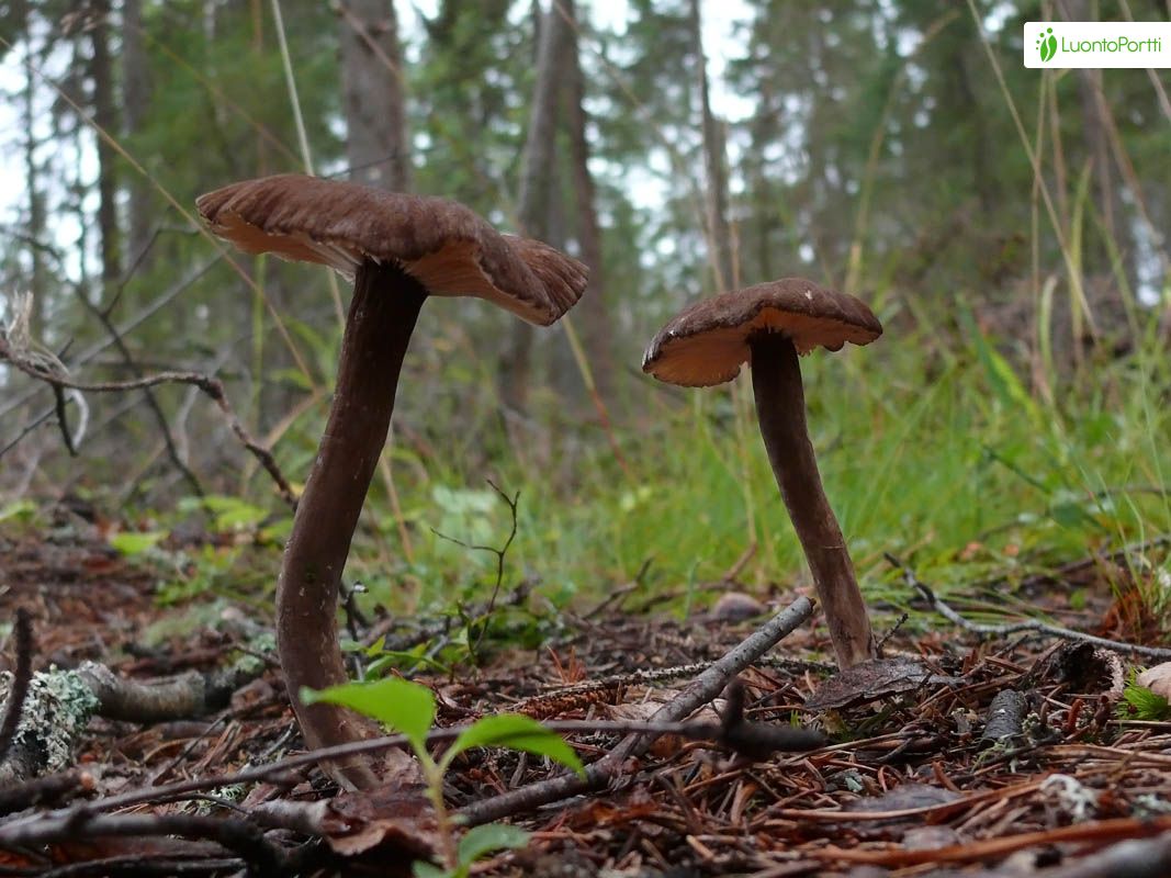 Nokirousku, Lactarius lignyotus - Sienet - LuontoPortti