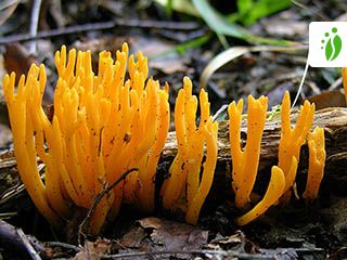 Keltasarvikka, Calocera viscosa - Sienet - LuontoPortti