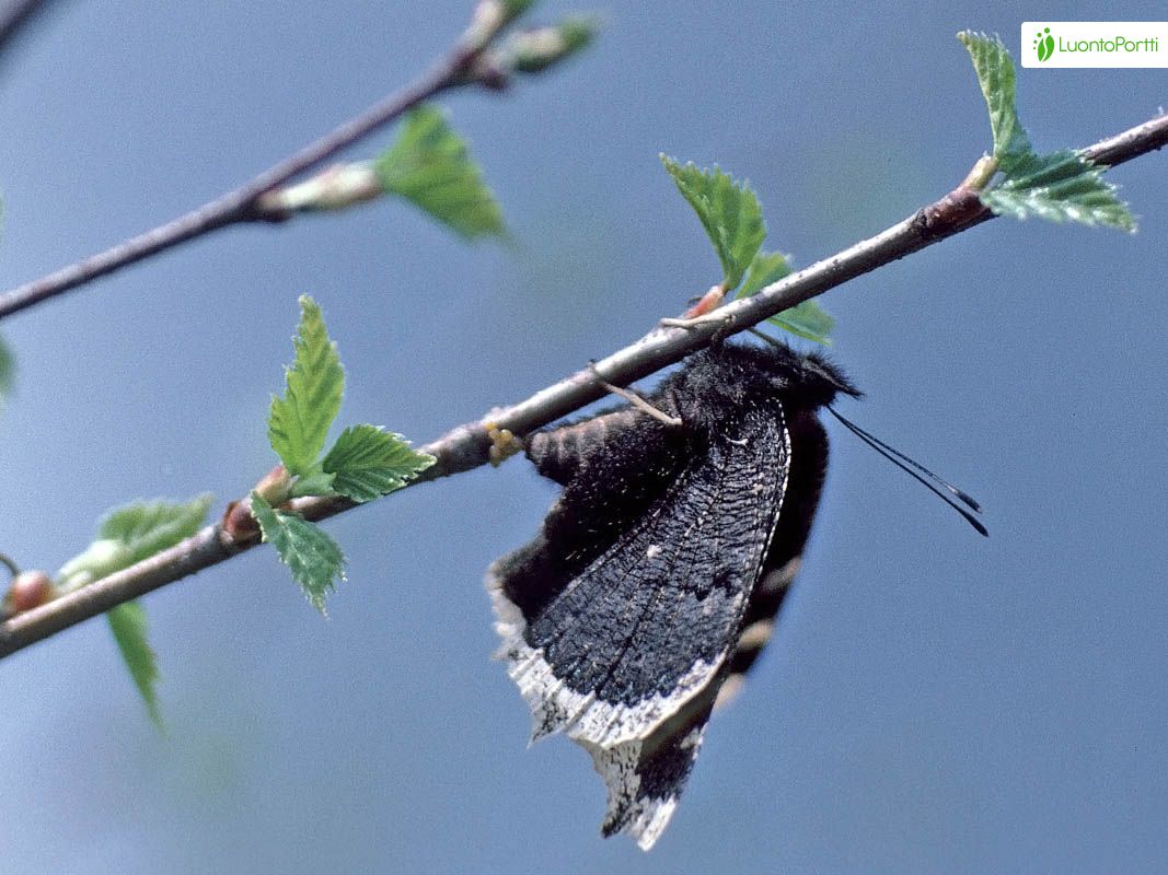 Suruvaippa, Nymphalis antiopa - Perhoset - LuontoPortti