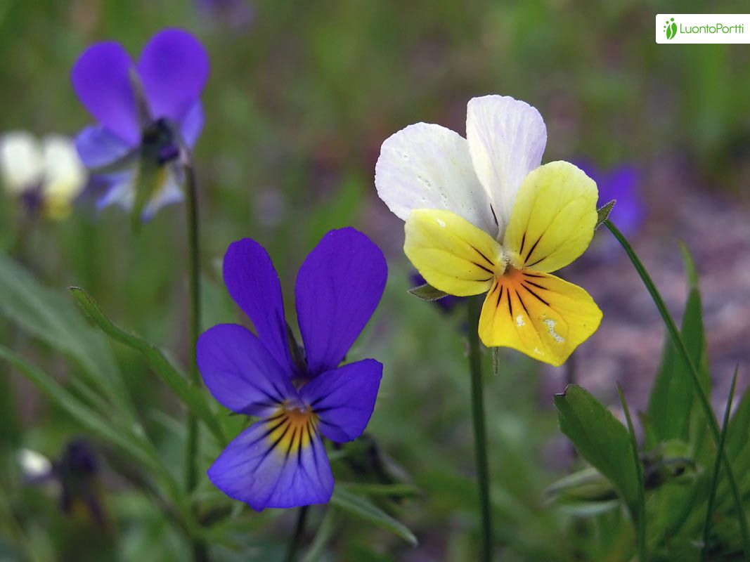 Wild pansy deals