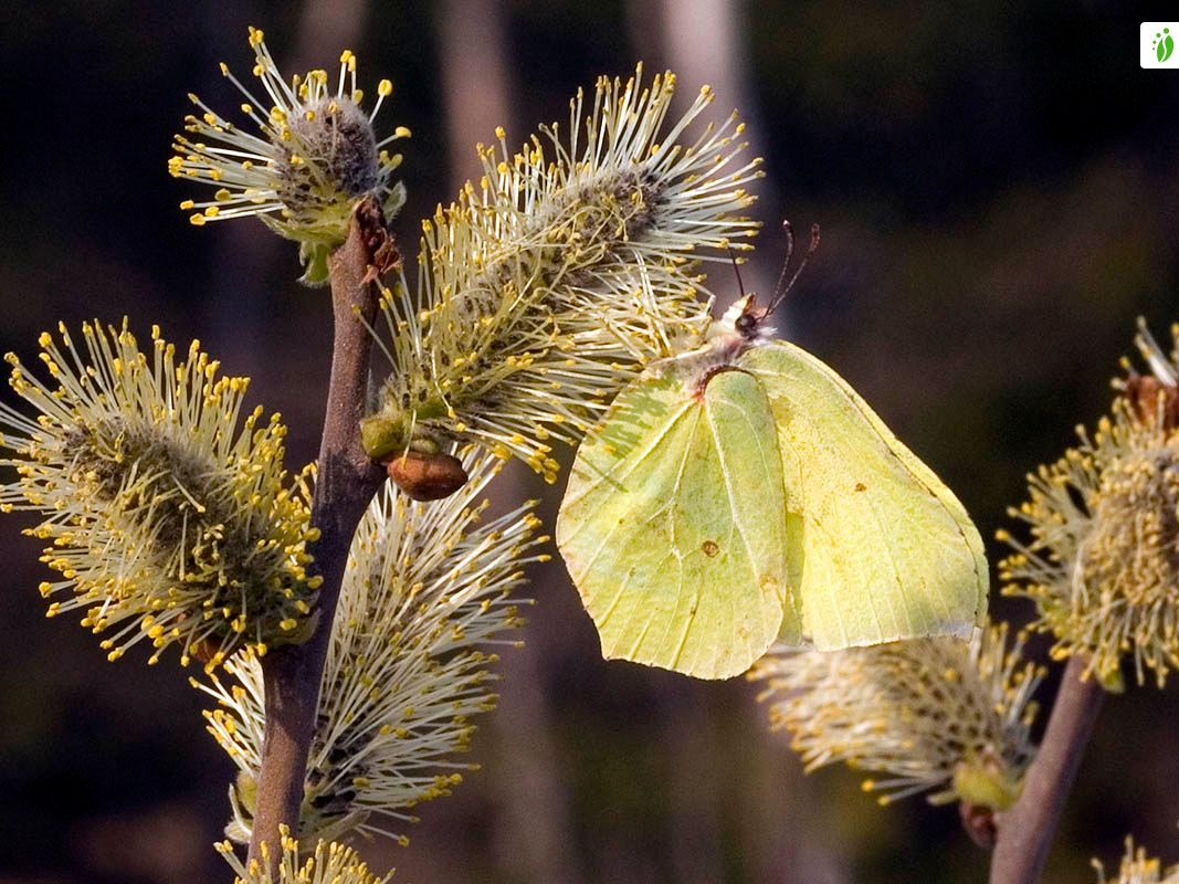 Sitruunaperhonen, Gonepteryx rhamni - Perhoset - LuontoPortti