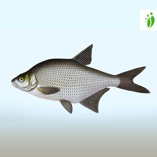 Bream, Abramis brama - Fishes - NatureGate