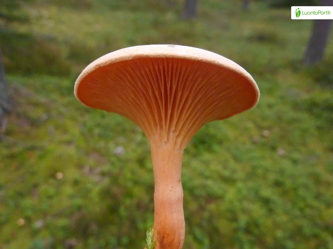 Valevahvero, Hygrophoropsis aurantiaca - Sienet - LuontoPortti