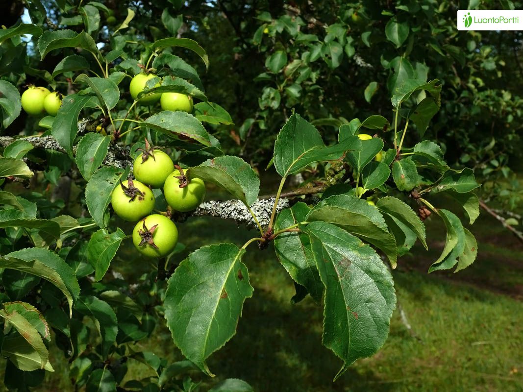 Crab apples (Malus sylvestris) otherwise known as the European apple are a  small variety of apple commonly used for the production of jam and wine.  They have the reputation of being sour