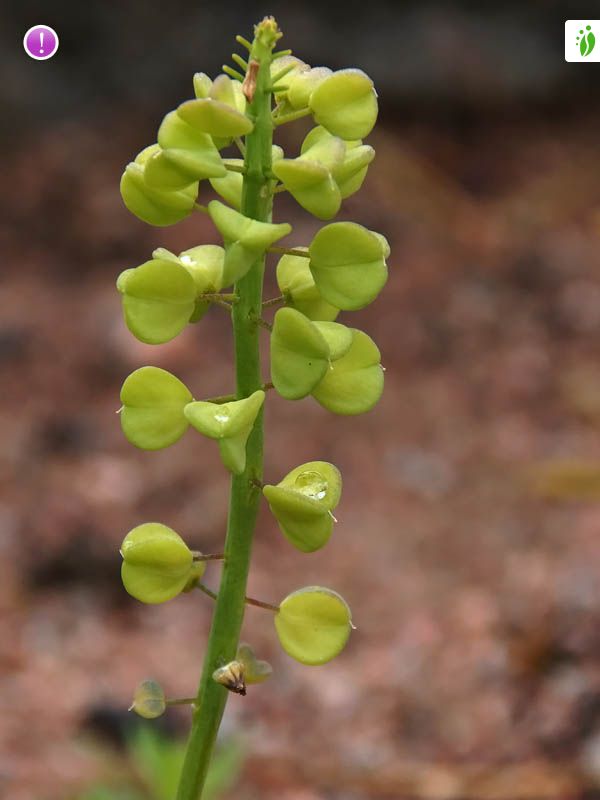 Trois Fleurs Blanches Muscari Botryoides Individuelles PNG , Trois