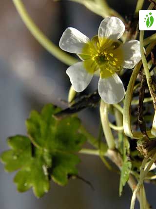 Renoncule aquatique, Ranunculus aquatilis - Fleurs - NatureGate