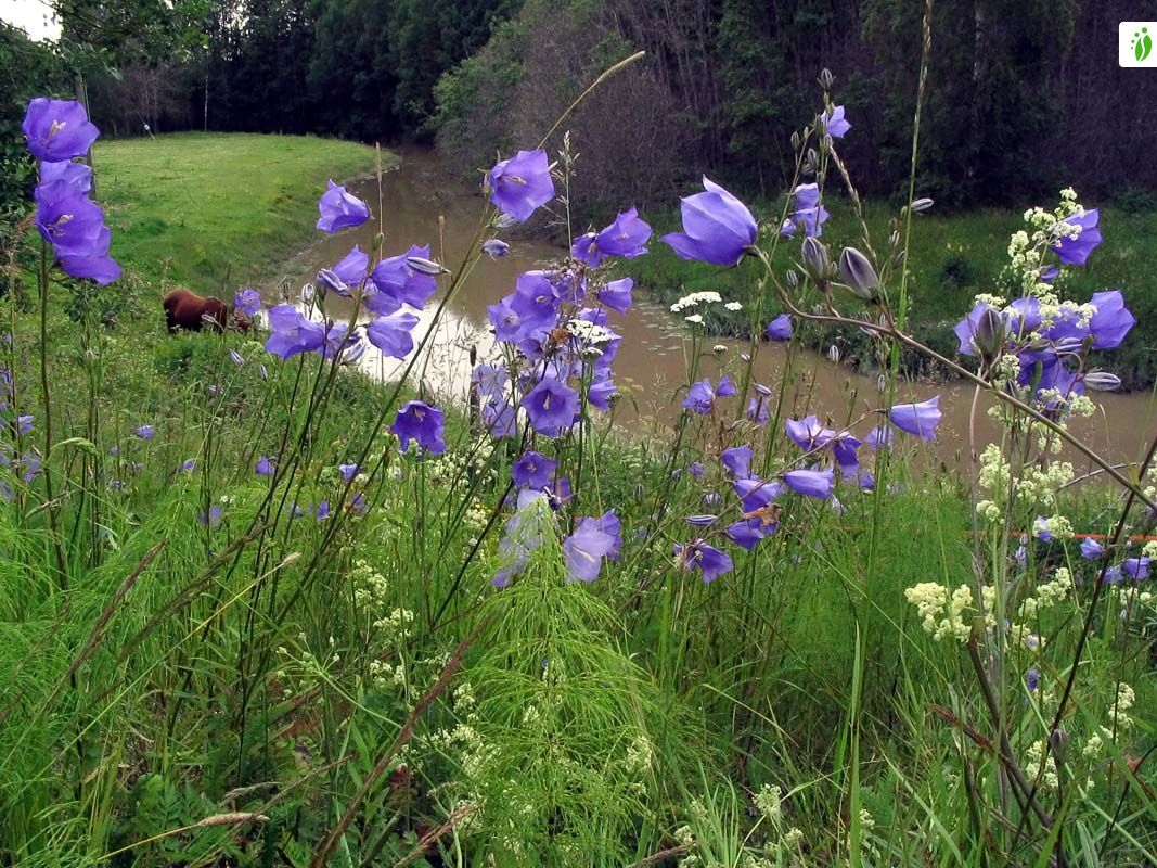 Campanilla silvestre, Campanula persicifolia - Flores - NatureGate