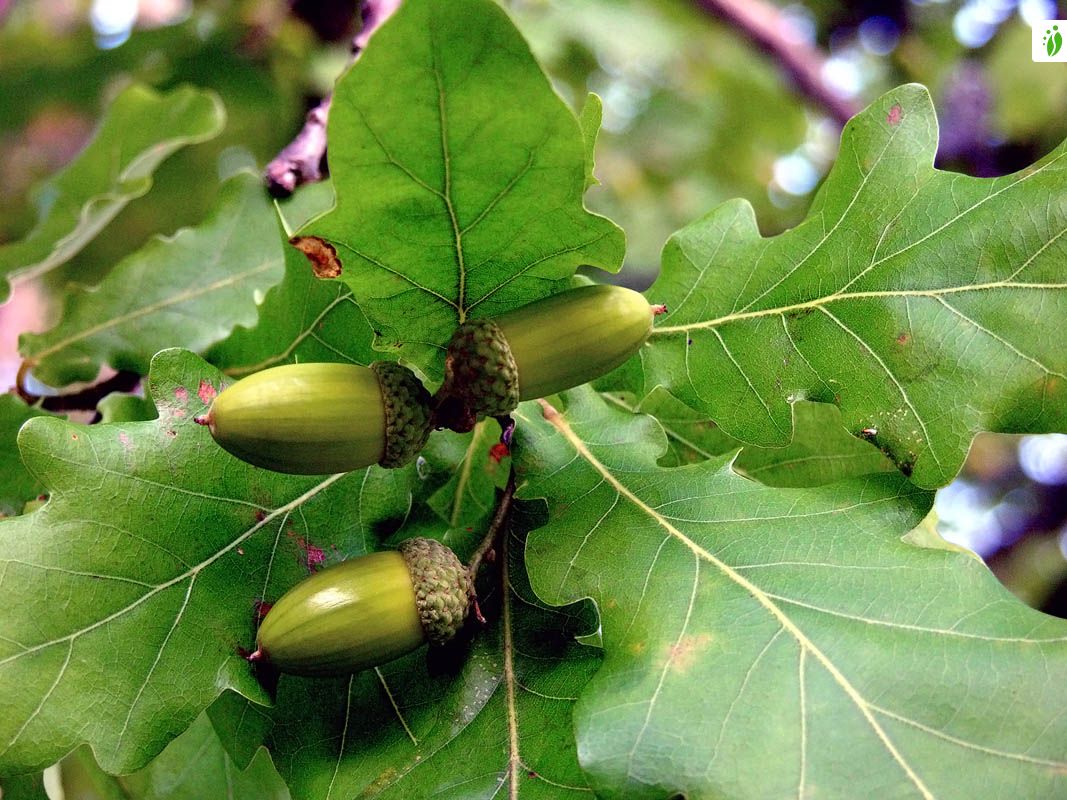 Ek (Quercus spp.) - Skogskunskap