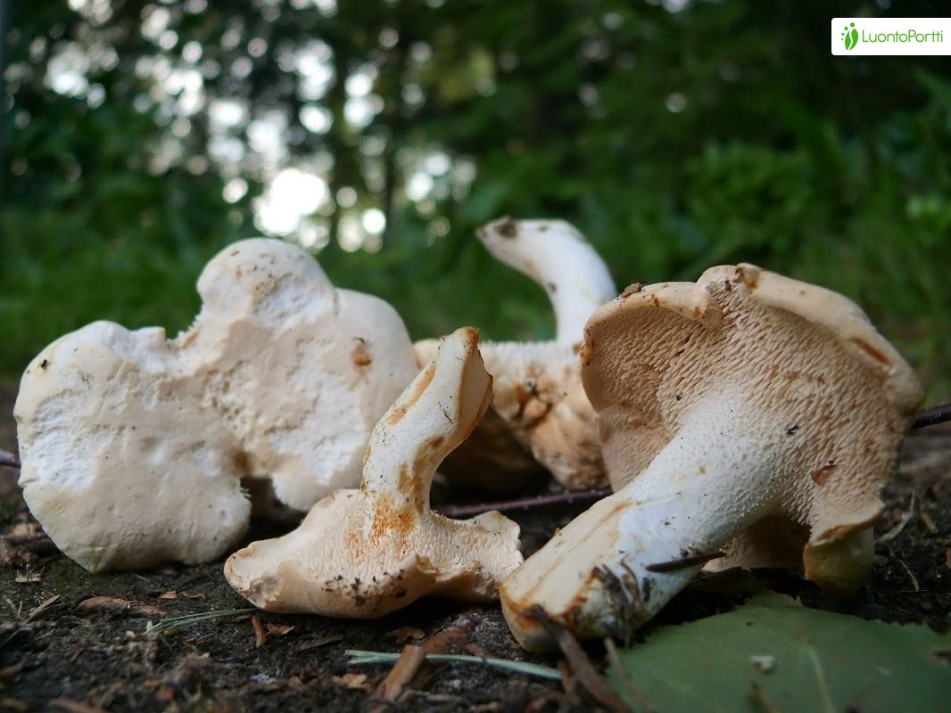 Vaaleaorakas, Hydnum repandum - Sienet - LuontoPortti