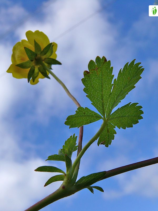 Kriechendes Fingerkraut, Potentilla reptans - Bltenpflanzen - NatureGate