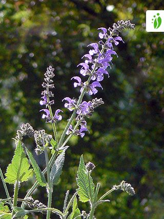 Sauge des bois (Salvia sylvestris) - PictureThis