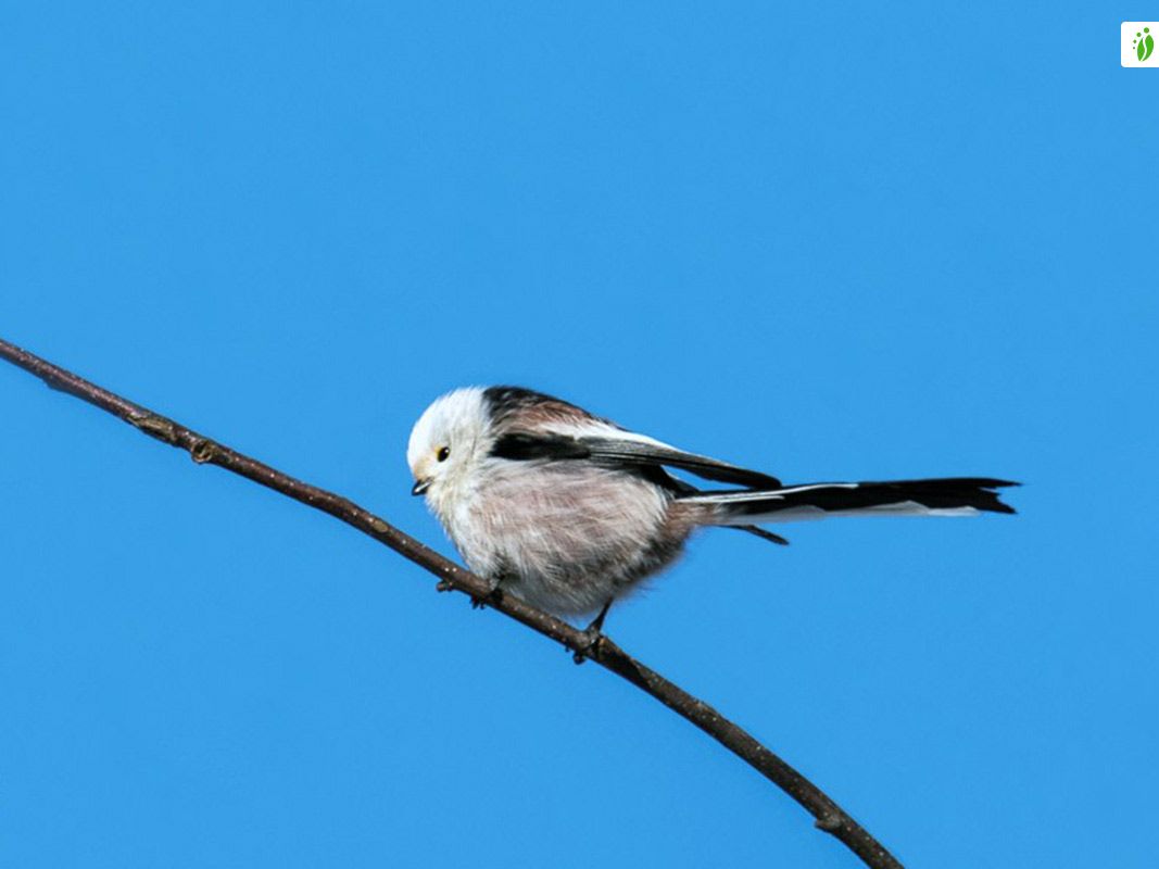 Pyrstötiainen, Aegithalos caudatus - Linnut - LuontoPortti