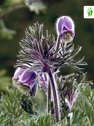 Pulsatilla pratensis Blomster - NatureGate