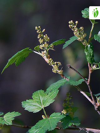 Taikinamarja, Ribes alpinum - Puut ja pensaat - LuontoPortti