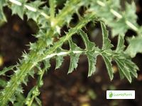 Cardo común, Carduus acanthoides - Flores - NatureGate