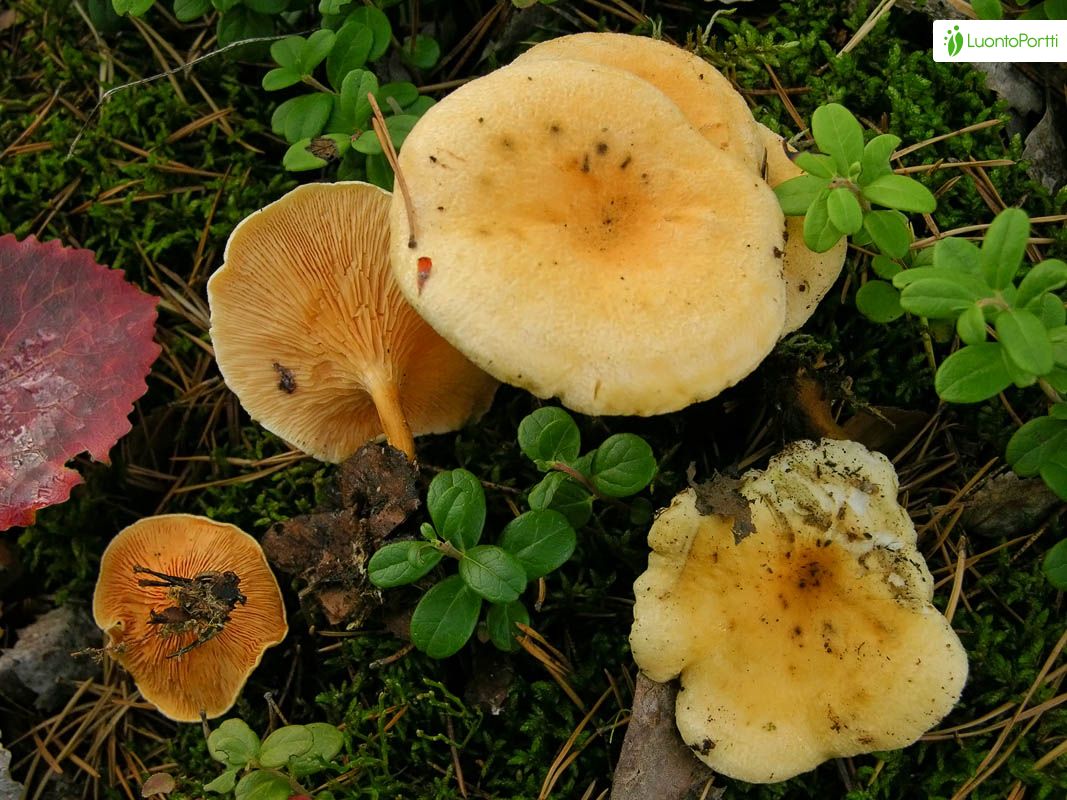 Valevahvero, Hygrophoropsis aurantiaca - Sienet - LuontoPortti