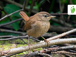 Peukaloinen, Troglodytes troglodytes - Linnut - LuontoPortti