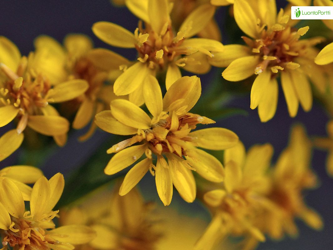 Riesen-Goldrute (Solidago Gigantea) | Spätblühende Goldrute