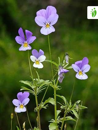 Wild Pansy, Viola tricolor - Flowers - NatureGate