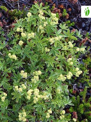 Alchemilla alpina (alchemille, porte-rosée) - Acheter sur