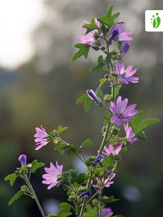 Malva, Malva sylvestris - Flores - NatureGate