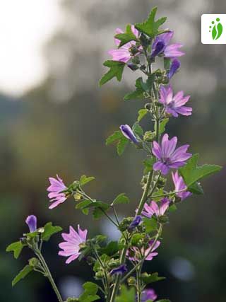 Grande mauve, Malva sylvestris - Fleurs - NatureGate