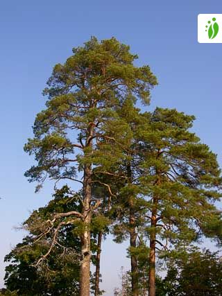 Mänty, Pinus sylvestris - Puut ja pensaat - LuontoPortti