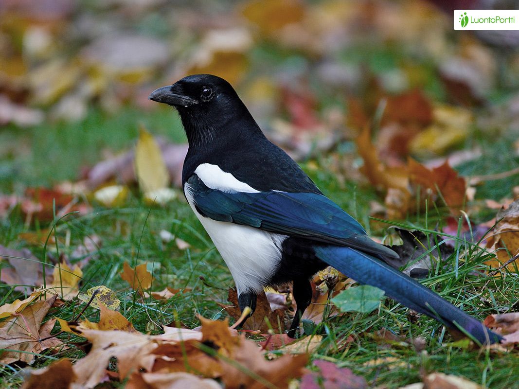 tanning melanotan Magpie, Pica pica - Birds