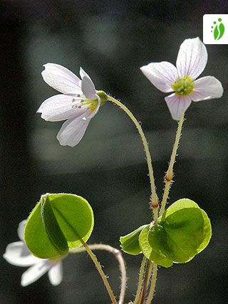 Wood Sorrel Oxalis Acetosella Flowers Naturegate