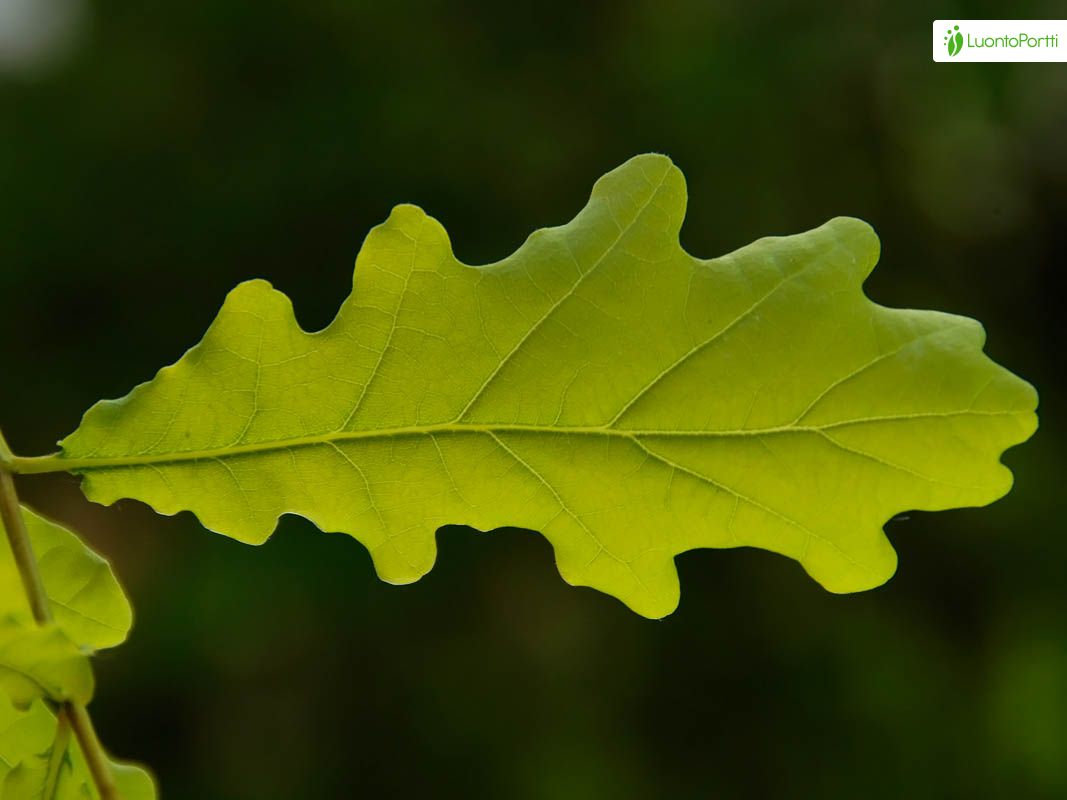 Ek (Quercus spp.) - Skogskunskap